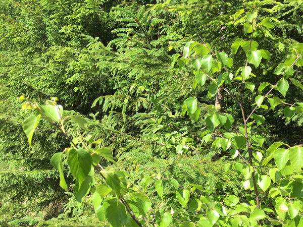 Metsäpalvelu Kyrön metsuri kaataa pihapuusi turvallisesti