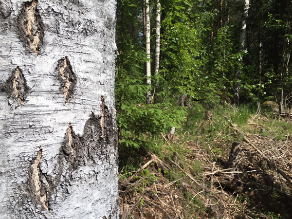 Metsäpalvelu Kyrö toimii Mäntsälän ohella Järvenpäässä, Keravalla, Tuusulassa, Hyvinkäällä, Pornaisissa ja Myrskylässä