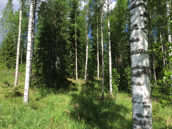Metsäpalvelu Kyrö toimii Mäntsälästä käsin